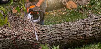 Tree and Shrub Care in Rowlett, TX