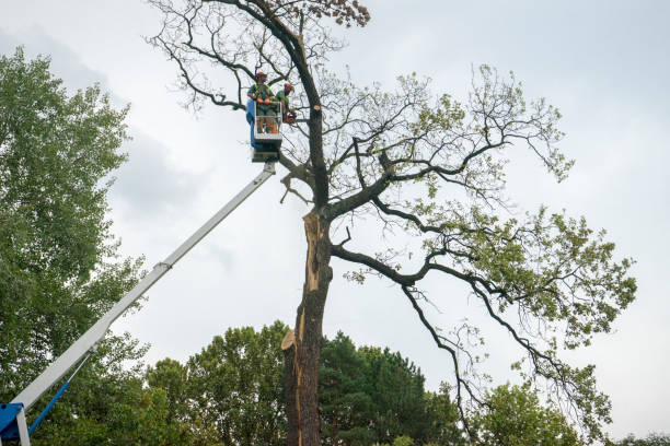 Best Commercial Tree Services  in Rowlett, TX
